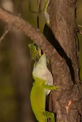 Fighting male Green Anoles (Anolis carolinensis)