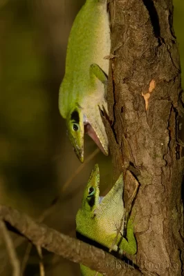 Fighting male Green Anoles (Anolis carolinensis)