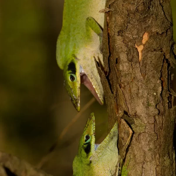 Fighting male Green Anoles (Anolis carolinensis)