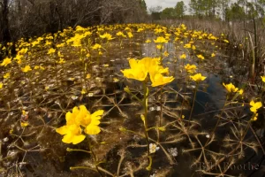 Floating Bladderworts