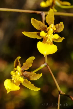 Florida Dancinglady Orchid