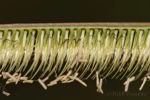 Florida Toothachegrass