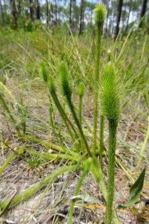 Foxtail Club-moss