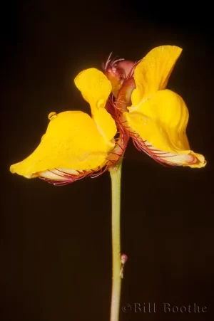 Fringed Bladderwort