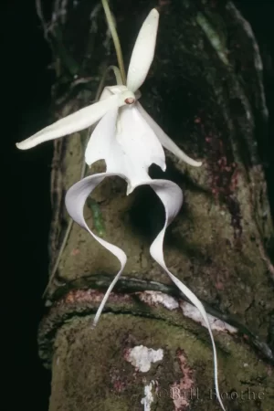 Ghost Orchid