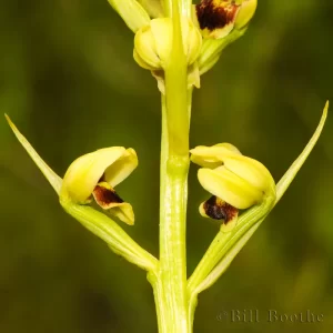 Giant Orchid