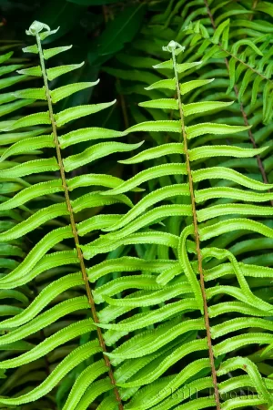 Giant Sword Fern