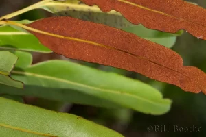 Golden Leather Fern