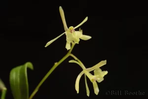 Magnolia Orchid Flowers