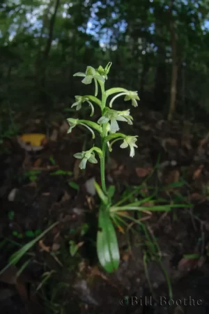 Green Reinorchid