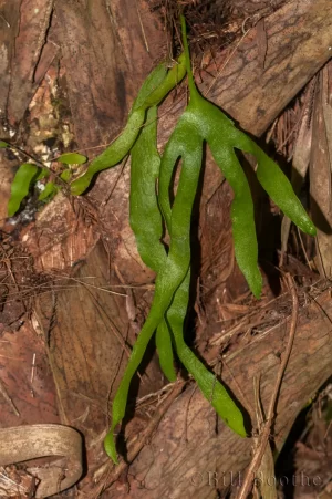 Hand Fern
