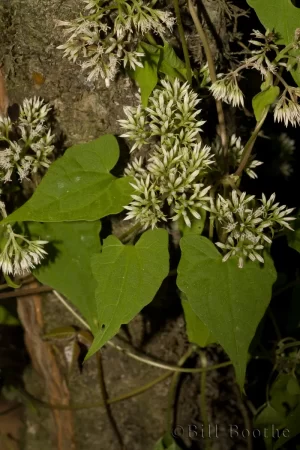 Hempvine
