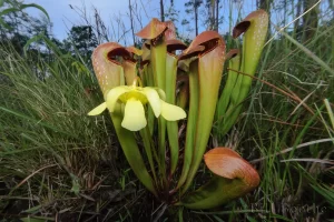 Hooded Pitcherplant