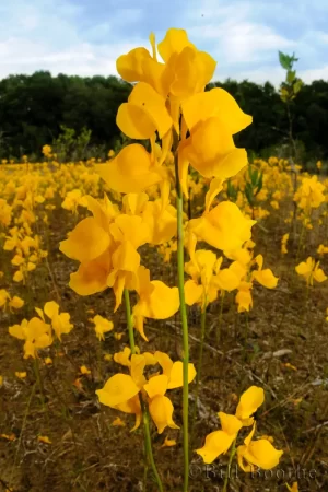 Horned Bladderwort