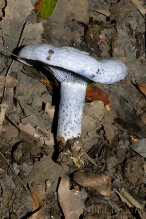 Indigo Milk Mushroom