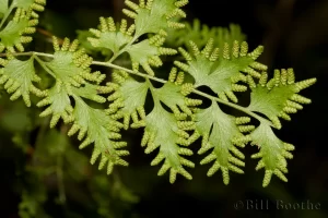 Japanese Climbing Fern
