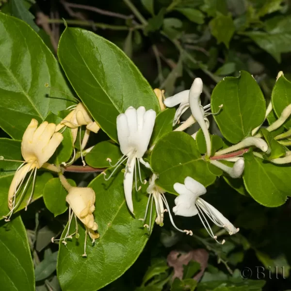Japanese Honeysuckle