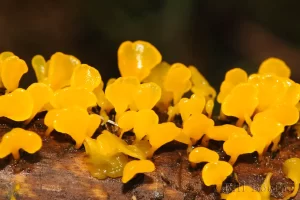 Jelly Fungus