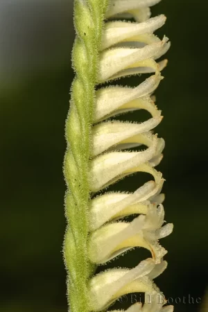 Lacelip Ladiestresses Orchid