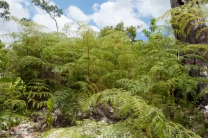 Lacy Bracken