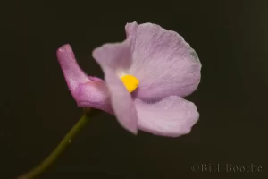 Lavender Bladderwort Flower