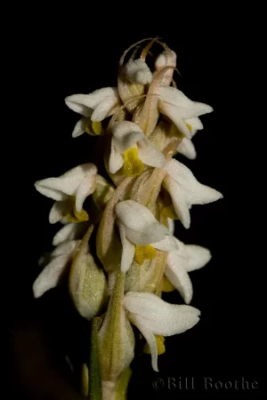 Lawn Orchid