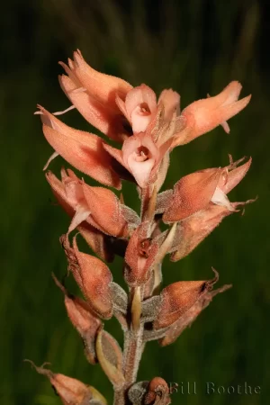 Leafless Beaked Ladiestresses Orchid