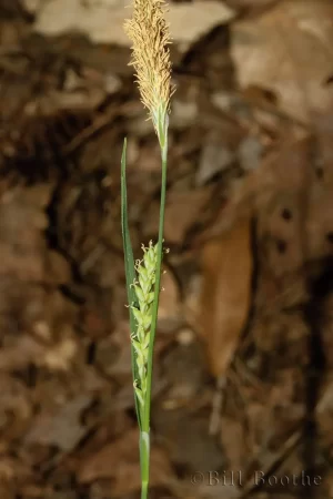 Lined Sedge