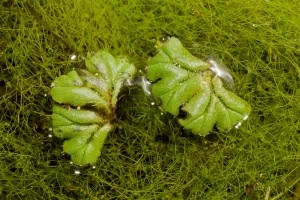 Liverworts