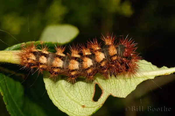 Long-winged Dagger Moth Caterpillar