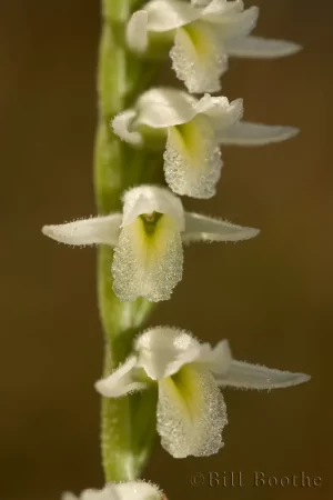 Longlip Ladiestresses Orchid