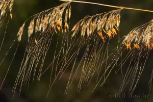 Lopsided Indiangrass