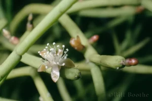 Mistletoe Cactus Flower