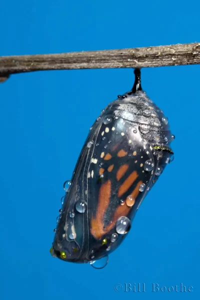 Monarch Chrysalis in Clear Stage Just Before Emergence of Butterfly Monarch Chrysalis in Clear Stage Just Before Emergence of Butterfly