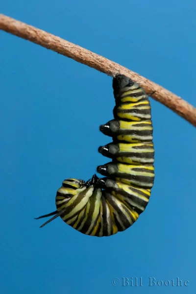 Monarch in ‘J’ Position Before Forming Chrysalis