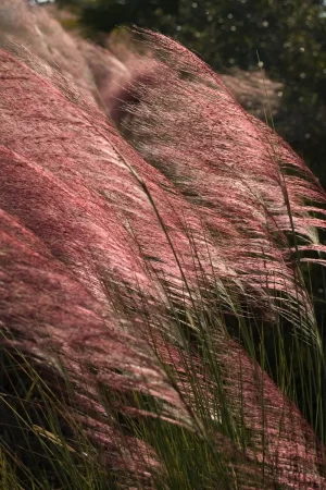 Muhly Grass