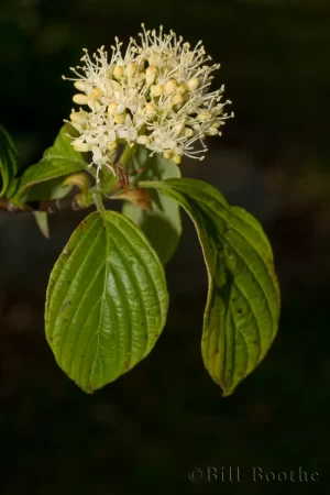 Pagoda Dogwood