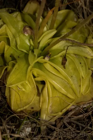Panhandle Butterwort Leaves and Flower Bud