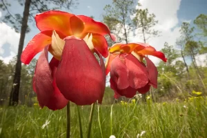 Parrot Pitcherplant Flowers