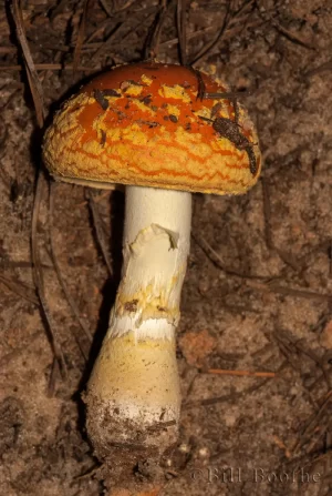 Peach-colored Fly Agaric