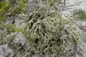 Perforate Lichen