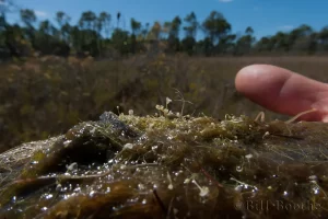 Piedmont Bladderwort