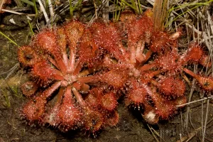 Pink Sundew
