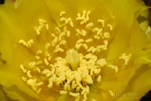 Pricklypear Cactus Flower
