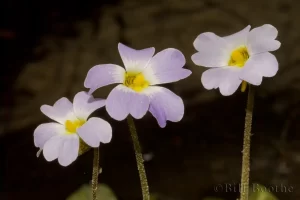 Primrose-flowered Butterwort Flowers