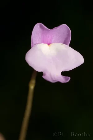 Purple Bladderwort Flower