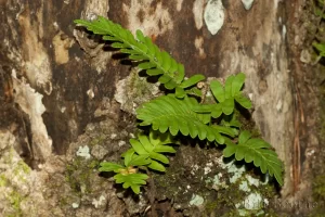 Resurrection Fern