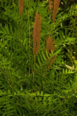 Royal Fern