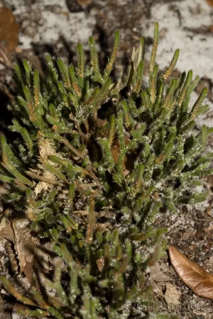 Sand Spike-moss