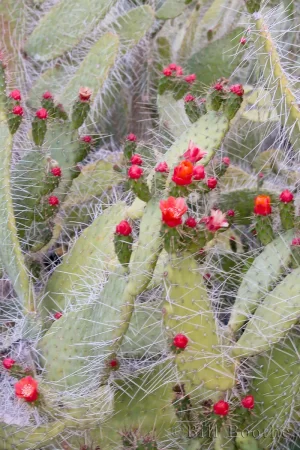 Semaphore Cactus with Flowers